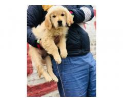 Golden Retriever puppies available Malerkotla