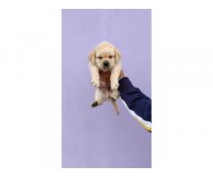 Top quality lab puppy Available in Delhi