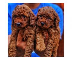 Poodle puppies for Sale