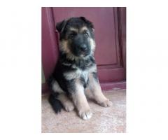 German shepherd puppies Available without kci