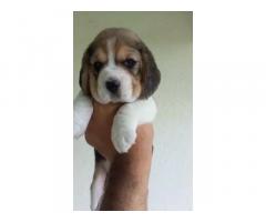 Beagle Puppies for Sale Bhopal