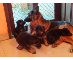 Top Quality German Shepherd Puppies Available