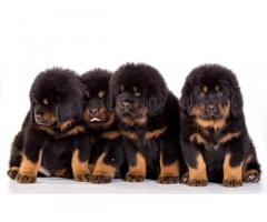 Tibetan Mastiff Dog Puppies Price