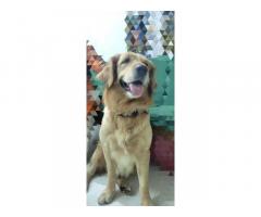 Golden Retriever Male Available for Mating