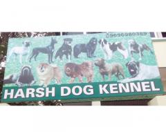 Harsh Dog Kennel Best Pet Shop in Varanasi