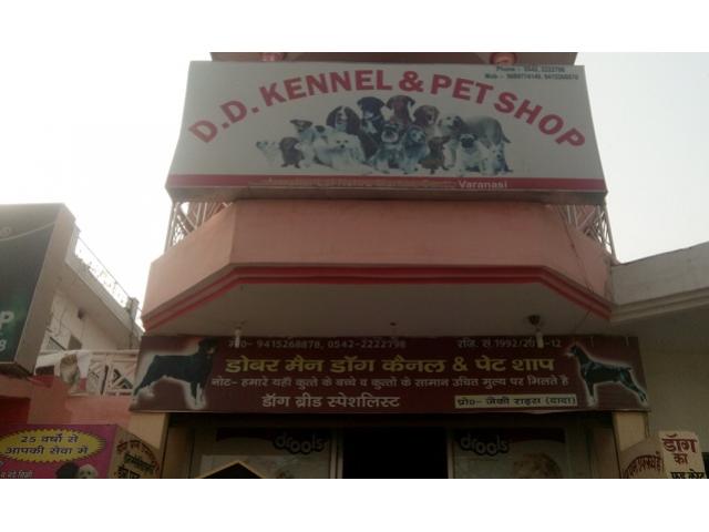 D.D Kennel & Pet Shop Store in Varanasi - 1/3
