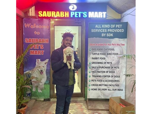 Saurabh Dog Kennel Pet store in Varanasi - 2/2