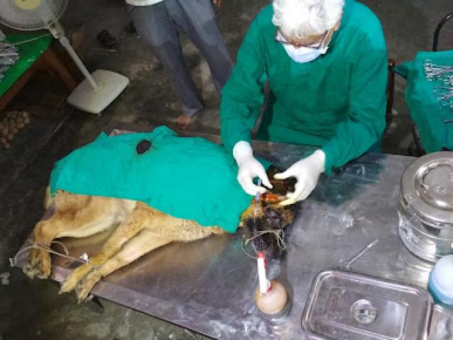 PRAGYA DOG CARE Dog day care center in Varanasi - 1/1