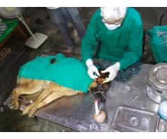 PRAGYA DOG CARE Dog day care center in Varanasi