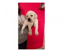 Show quality Labrador puppy sale in Pune