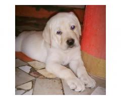 Top quality labrador puppy available