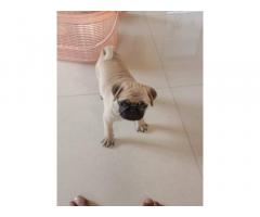 Female pug puppy available for sale in Mumbai