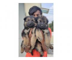 Show quality GSD puppies available