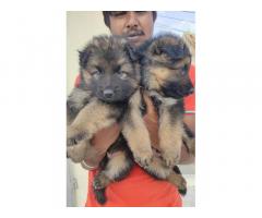 Show quality GSD puppies available