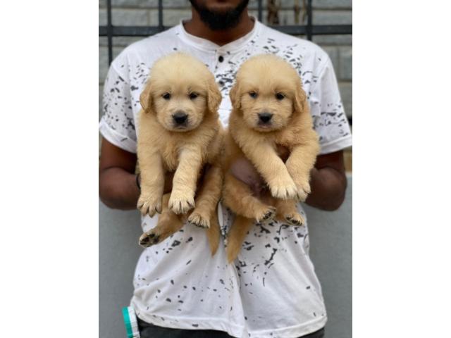 Beautiful golden retriever puppies for Sale - 1/2