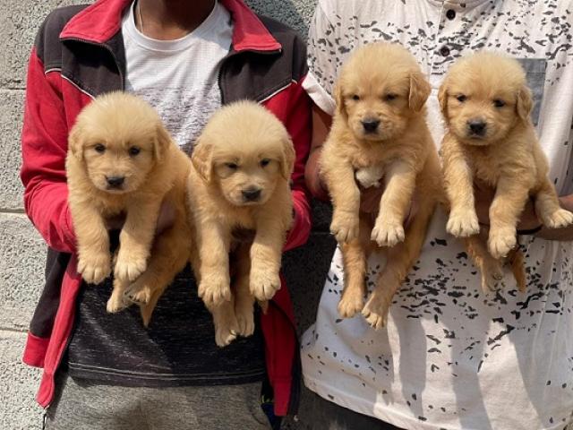 Beautiful golden retriever puppies for Sale - 2/2