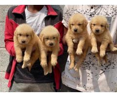 Beautiful golden retriever puppies for Sale