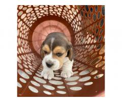 Beagle male female puppy available in Lucknow