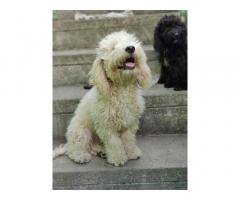 Good Quality Poodle Male Puppy in Chennai
