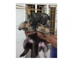 GSD Male Female Puppies Available in Trichy
