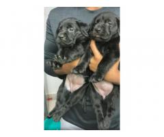 Top quality heavy bone lab Puppies in Chennai