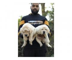 Heavy Bone Lab puppies available Nashik