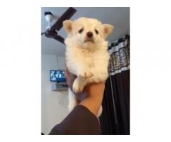 Pomeranian puppy available for sale in Delhi