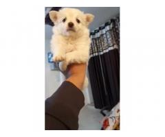 Pomeranian puppy available for sale in Delhi