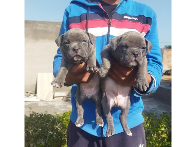 American bully puppies for Sale in Punjab - 1/1