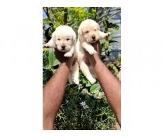 Lab puppies available cuddalore panruti