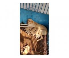 Heavy size Labrador puppies available