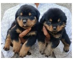 Quality Rottweiler Male puppies Available for sale