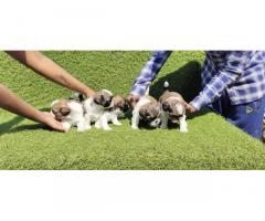 Shihtzu male puppy available in Mumbai