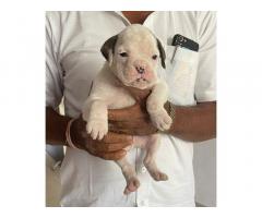White boxer male puppy available