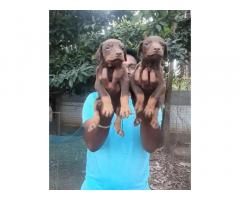 Doberman available for Sale