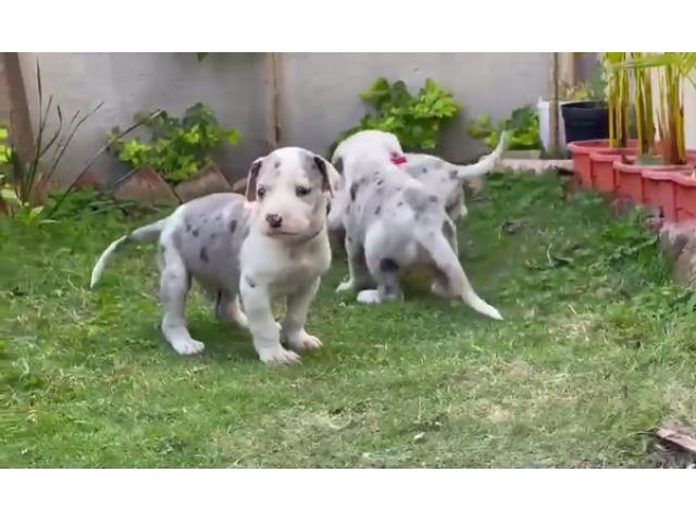 Great Dane Puppies Available in Indore - 1/2