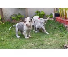 Great Dane Puppies Available in Indore - 1