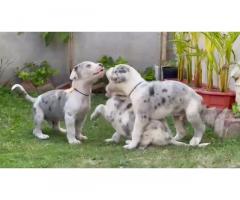 Great Dane Puppies Available in Indore - 2