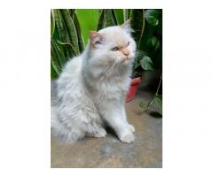 Punch Face Semi Adult Cat Pair Available