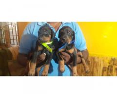 Doberman puppy available Chennai