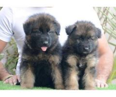 German Shepherd Puppies Available for Sale