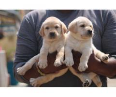 Labrador male and female heavy size puppies