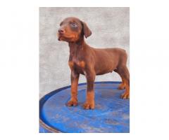 Top quality Doberman male puppy available