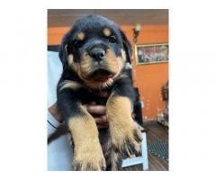 Rottweiler female puppies Available