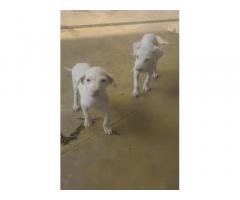 Rajapalayam Puppy for sale in Salem