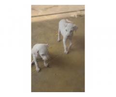 Rajapalayam Puppy for sale in Salem
