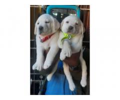 Quality Labrador puppies available in Chennai