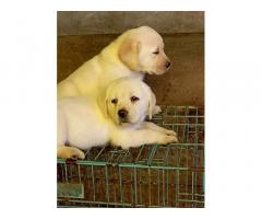 Labrador Puppies Available Punjab