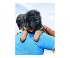 Top Quality German Shepherd Puppies in Chennai