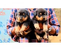 Top quality heavy size Rottweiler Male puppies available